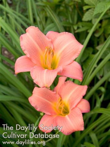 Daylily Love That Pink
